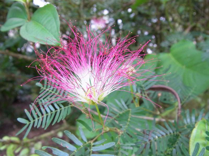 Puderquastenstrauch (Pink Powderpuff, Calliandra brevipes); Foto: 27.04.2012, Nähe Puerto Viejo de Sarapiquí