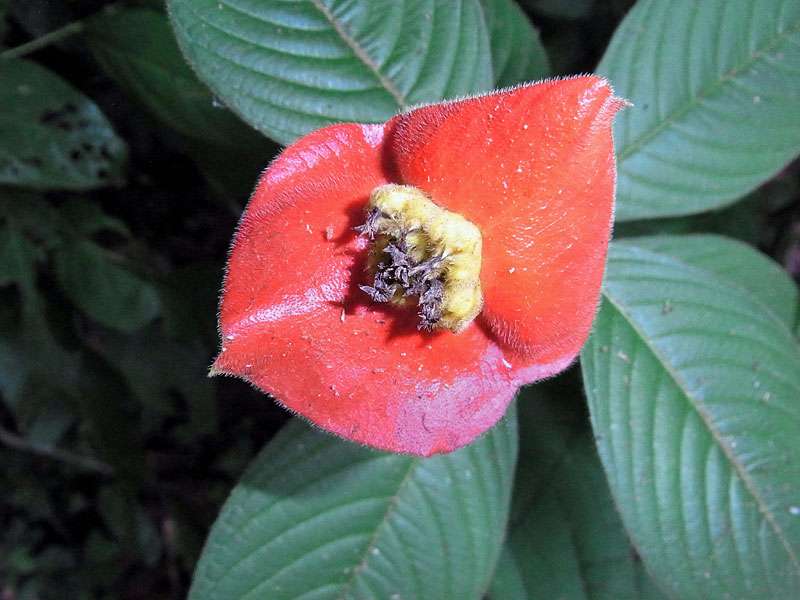 Kussmaul (Sore-mouth Bush, Psychotria poeppigiana); Foto: 27.04.2012, Nähe Puerto Viejo de Sarapiquí