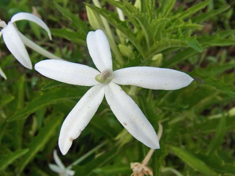 Weißer Stern von Bethlehem (Star of Bethlehem, Hippobroma longiflora); Foto: 29.04.2012, La Laguna