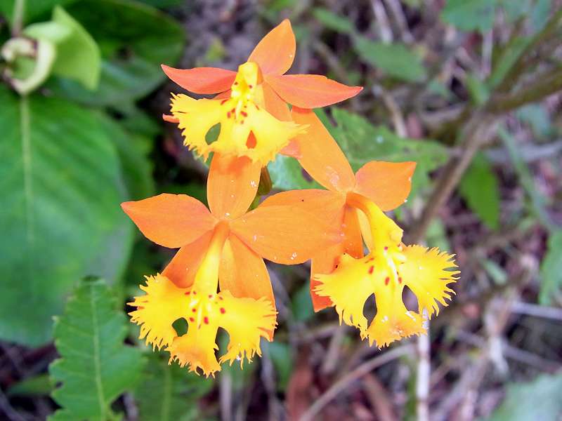 Feuerstern-Orchidee (Fire Star Orchid, Epidendrum radicans); Foto: 29.04.2012, Arenal-Nationalpark