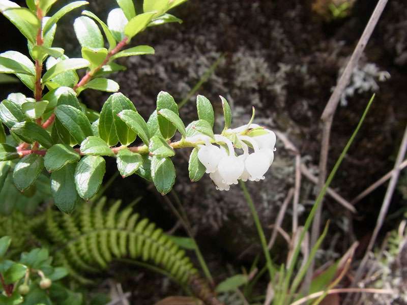 Pernettya prostrata; Foto: 29.04.2012, Arenal-Nationalpark