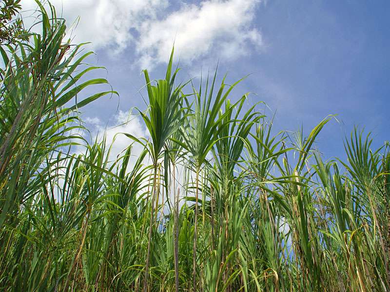 Die Grasart Gynerium sagittatum säumt den Weg und lässt wegen ihrer Größe staunen; Foto: 29.04.2012, Arenal-Nationalpark