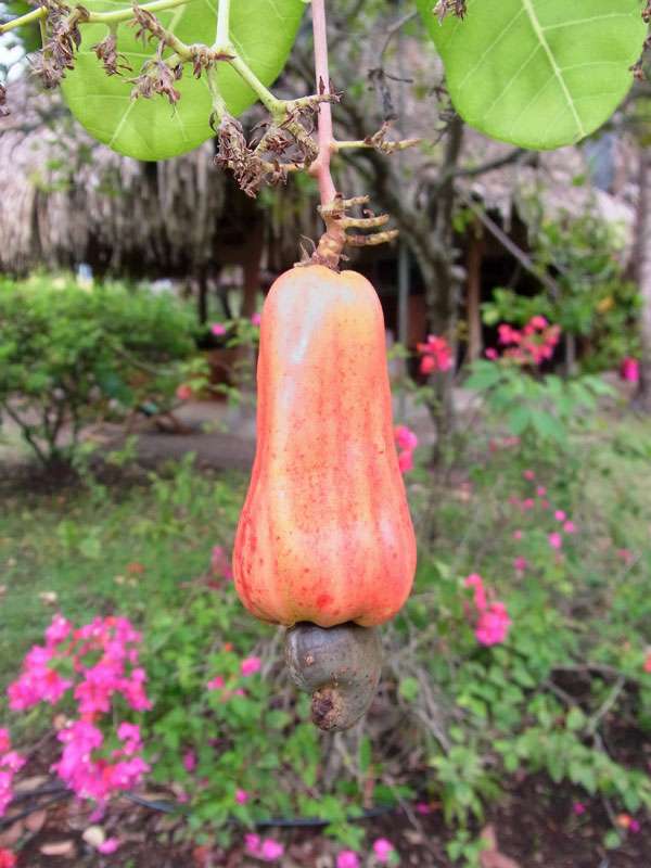 Frucht des Kaschubaums (Cashew Tree, Anacardium occidental); Foto: 05.05.2012, Nähe Manzanillo