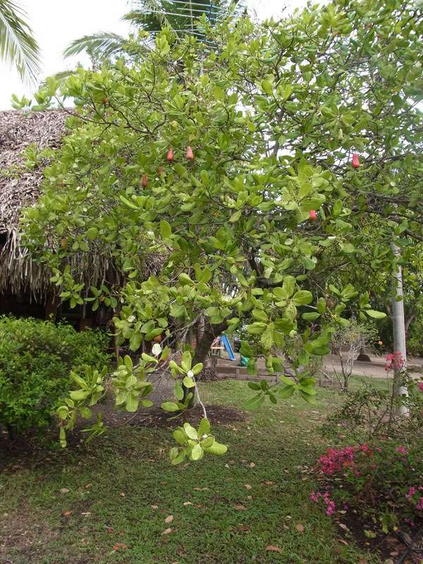 Kaschubaum (Cashew Tree, Anacardium occidental); Foto: 05.05.2012, Nähe Manzanillo
