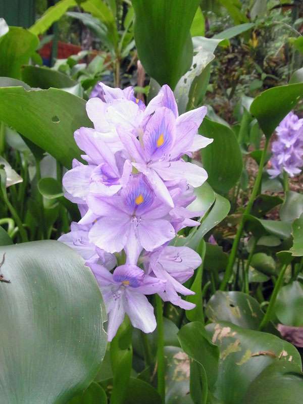Dickstielige Wasserhyazinthe (Common Water Hyacinth, Eichhornia crassipes); Foto: 05.05.2012, Nähe Tárcoles