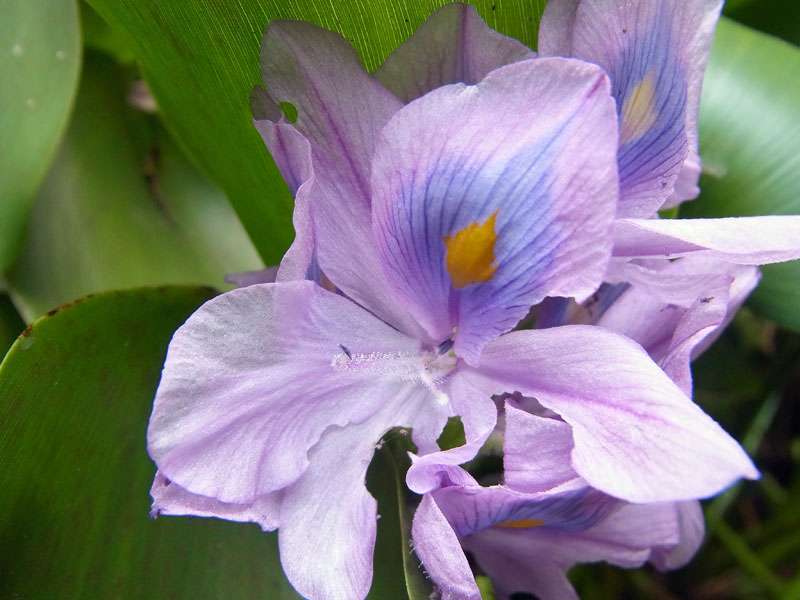 Dickstielige Wasserhyazinthe (Common Water Hyacinth, Eichhornia crassipes); Foto: 06.05.2012, Nähe Tárcoles