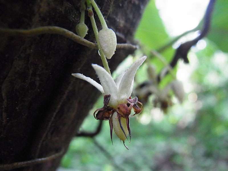 Blüte eines Kakaobaums (Cacao Tree, Theobroma cacao); Foto: 07.05.2012, Hacienda Barú National Wildlife Refuge