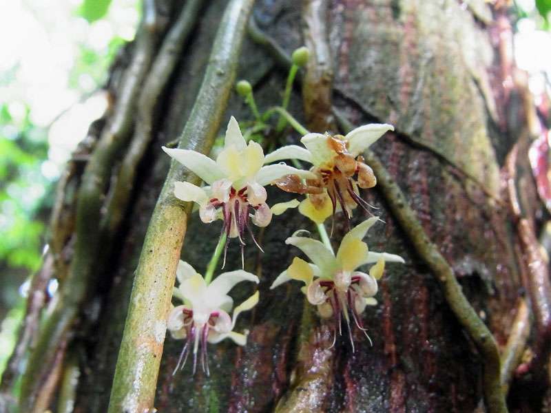 Blüten eines Kakaobaums (Cacao Tree, Theobroma cacao); Foto: 07.05.2012, Hacienda Barú National Wildlife Refuge