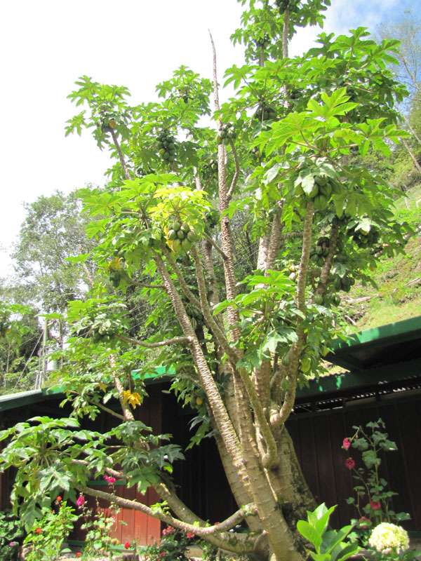 Papayabaum (Papaya Tree, Carica papaya); Foto: 08.05.2012, San Gerardo de Dota