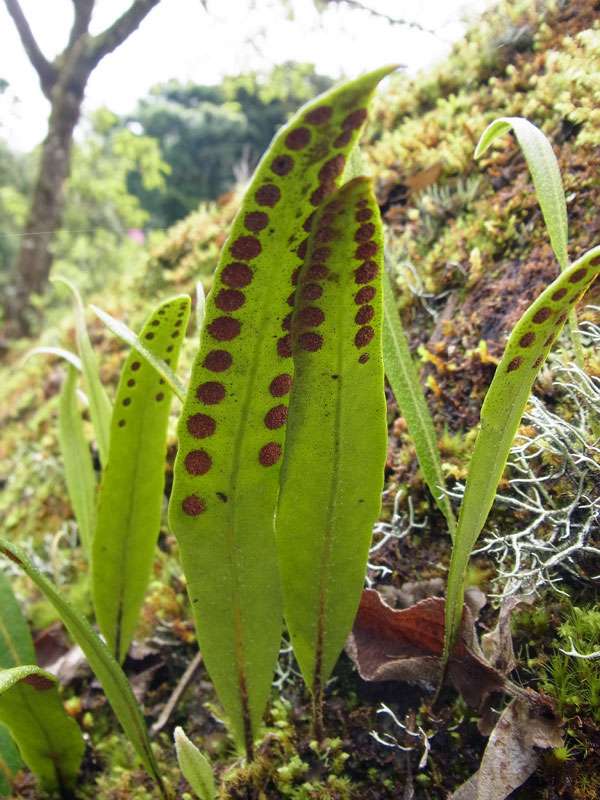 Pleopeltis macrocarpa; Foto: 08.05.2012, San Gerardo de Dota