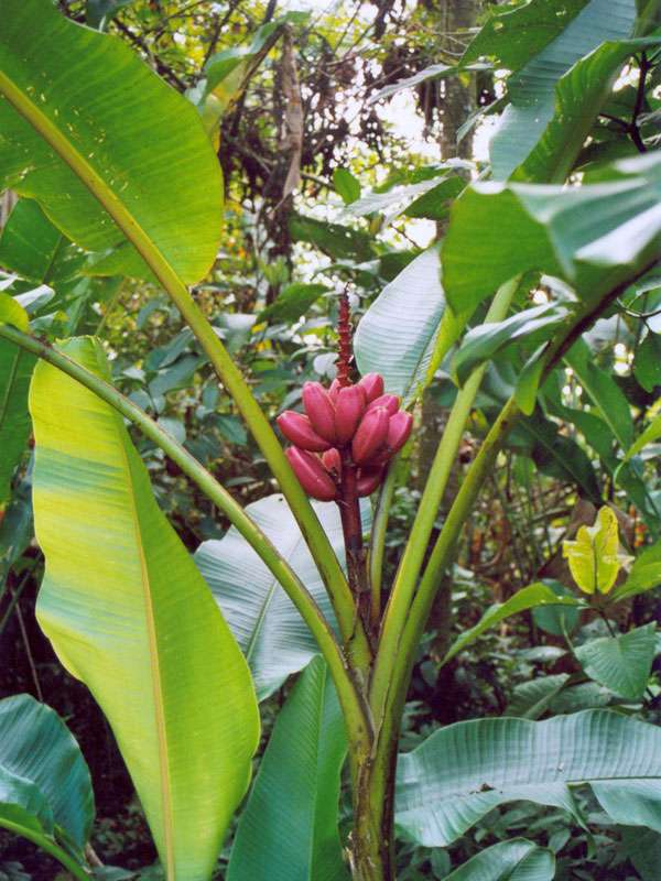 Rosa Zwergbanane (Pink Velvet Banana, Musa velutina); Foto: 28.01.2004, Nähe Puerto Viejo de Sarapiquí