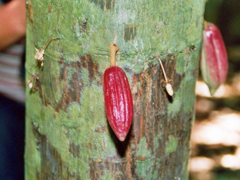 Kleine Frucht eines Kakaobaums (Cacao Tree, Theobroma cacao); Foto: 29.01.2004, Nähe Los Chiles