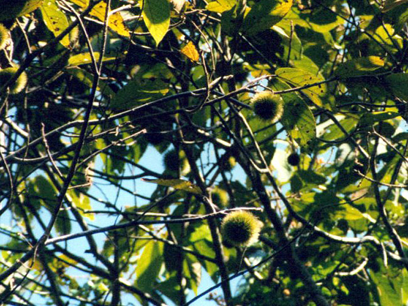 Affenkamm (Monkey's Comb, Apeiba membranacea); Foto: 04.02.2004, Carara-Nationalpark