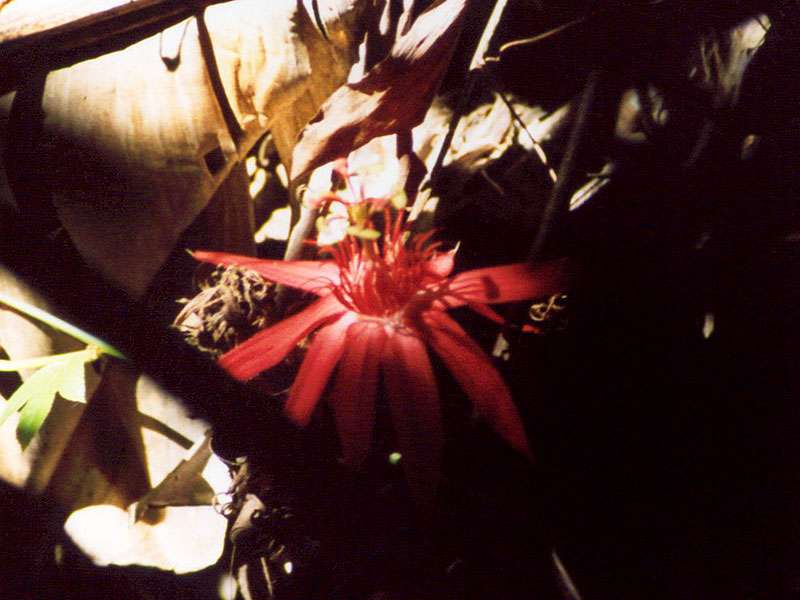 Scharlachrote Passionsblume (Red Passion Flower, Passiflora coccinea); Foto: 07.02.2004, Playa Tortuga