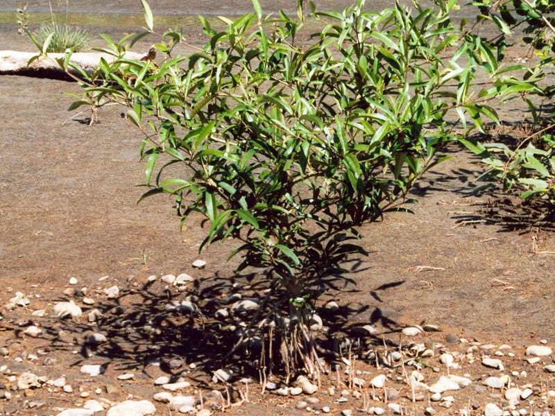 Schwarze Mangrove (Black Mangrove, Avicennia germinans); Foto: 07.02.2004, Playa Tortuga