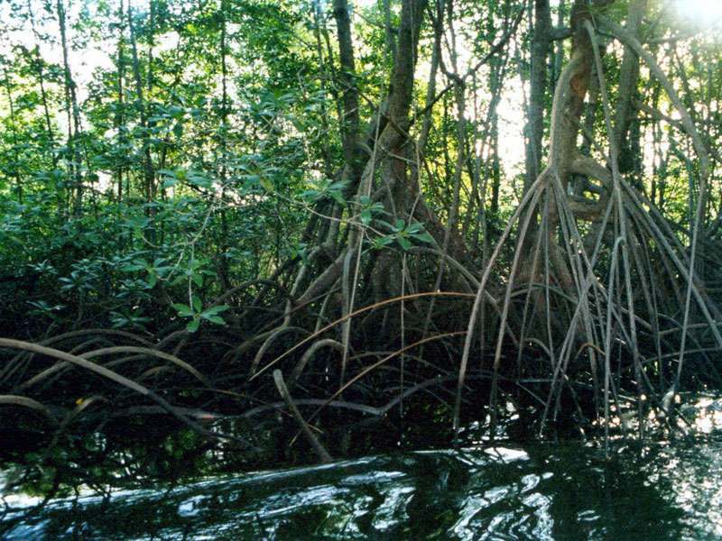 Rote Mangrove (Red Mangrove, Rhizophora mangle); Foto: 08.02.2004, Río Sierpe