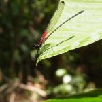 Libellen (Damselflies and Dragonflies, Odonata)
