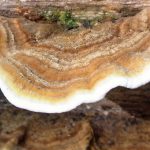 Pilze und Flechten (Fungi, Lichen)