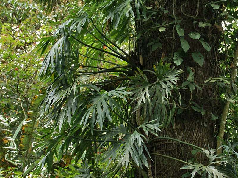 Baum-Philodendron (Philodendron, Philodendron bipinnatifidum); Foto: 28.04.2012, La Fortuna