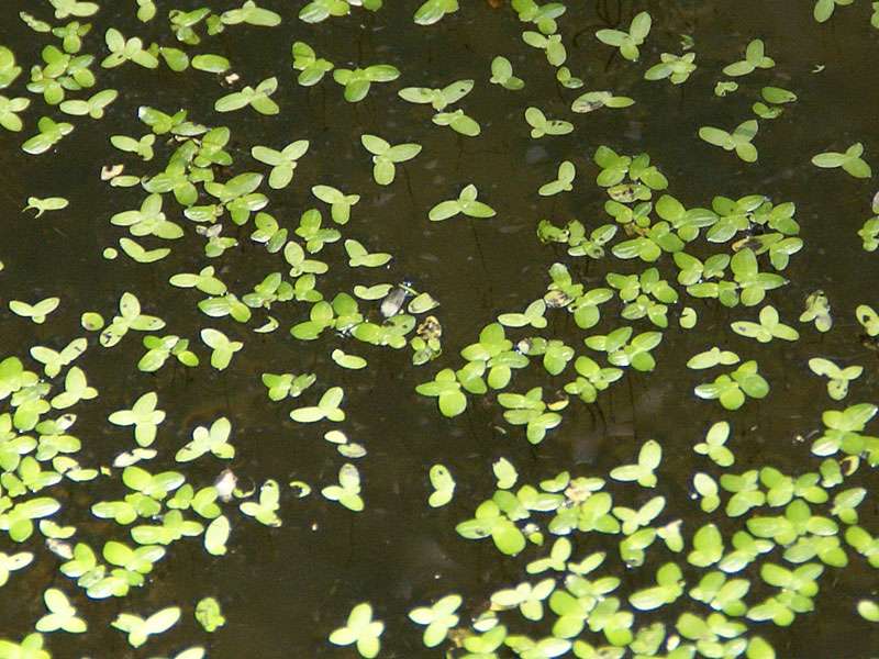 Zierliche Wasserlinse (Least Duckweed, Lemna minuta); Foto: 28.04.2012, Ecocentro Danaus