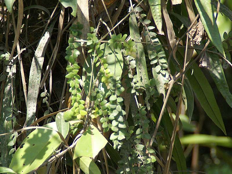 Unbestimmte Pflanzenart Nr. 6; Foto: 29.04.2012, Arenal-Nationalpark