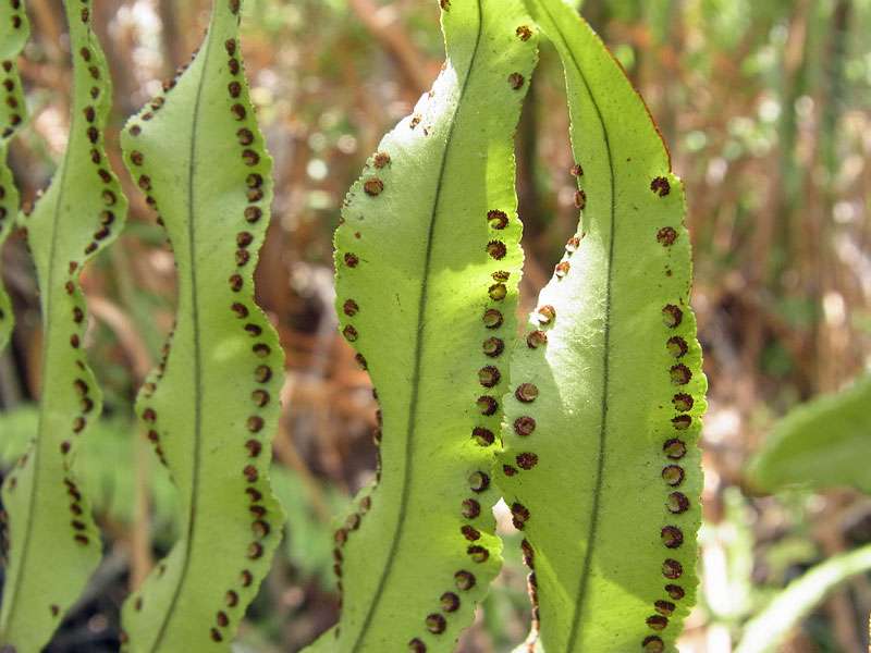Unbestimmte Pflanzenart Nr. 9; Foto: 29.04.2012, Arenal-Nationalpark