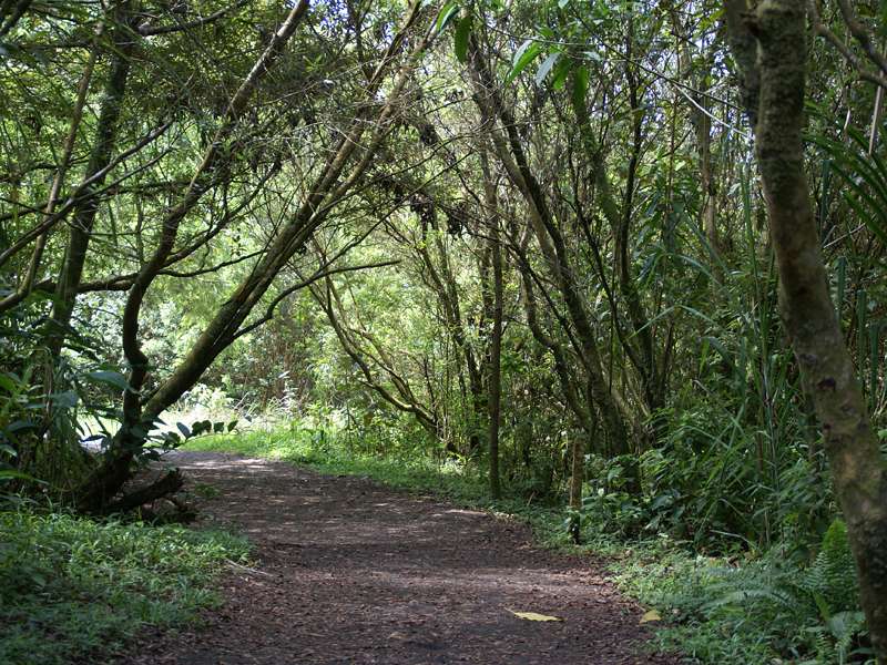 Der Sendero Las Coladas führt in seinem nördlichen Abschnitt teils durch ein lichtes Waldgebiet; Foto: 29.04.2012, Arenal-Nationalpark