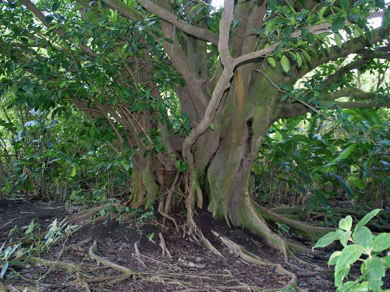Baum mit dickem Stamm im Arenal-Nationalpark; Foto: 29.04.2012, Arenal-Nationalpark