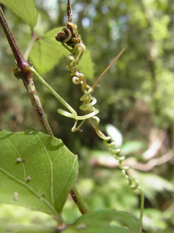 Schlingpflanzen finden an der Vegetation Halt; Foto: 29.04.2012, Arenal-Nationalpark