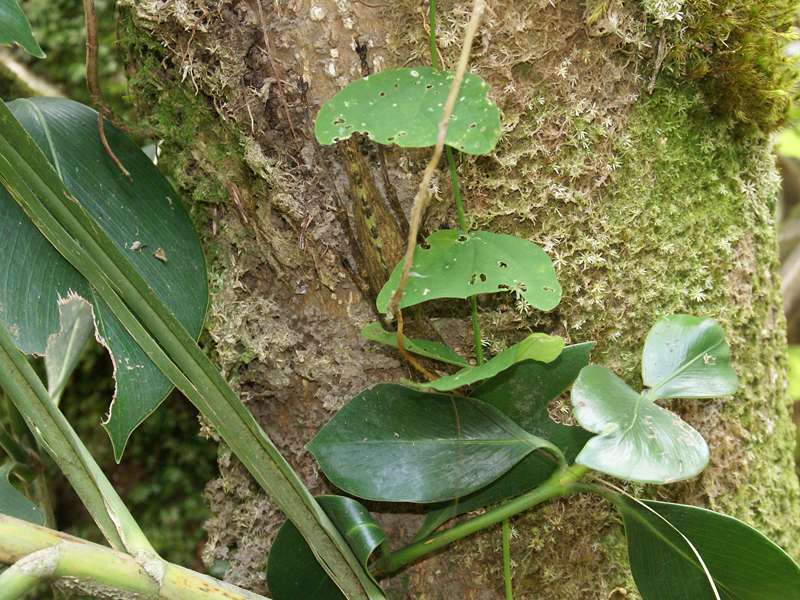 Gut versteckt: die Langfühlerschrecke Pristonotus latistylus; Foto: 29.04.2012, Arenal-Nationalpark