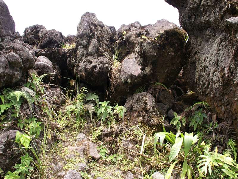 Niedrige Pflanzen wie Farne haben das vulkanische Gestein der Eruption von 1992 bereits besiedelt; Foto: 29.04.2012, Arenal-Nationalpark