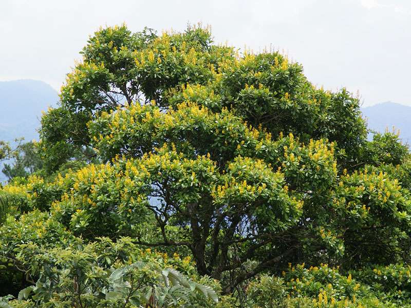 Unbestimmte Pflanzenart Nr. 15; Foto: 29.04.2012, Arenal-Nationalpark