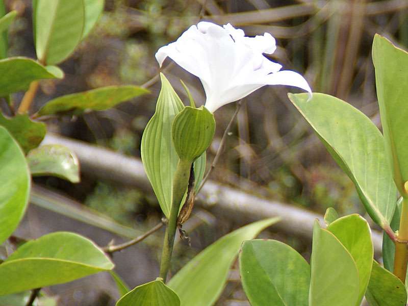 Unbestimmte Pflanzenart Nr. 16 (Sobralia spec.); Foto: 29.04.2012, Arenal-Nationalpark