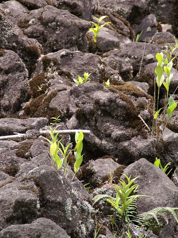 Orchideen, Moose, Farne und Flechten wachsen als erstes auf dem vulkanischen Gestein; Foto: 29.04.2012, Arenal-Nationalpark