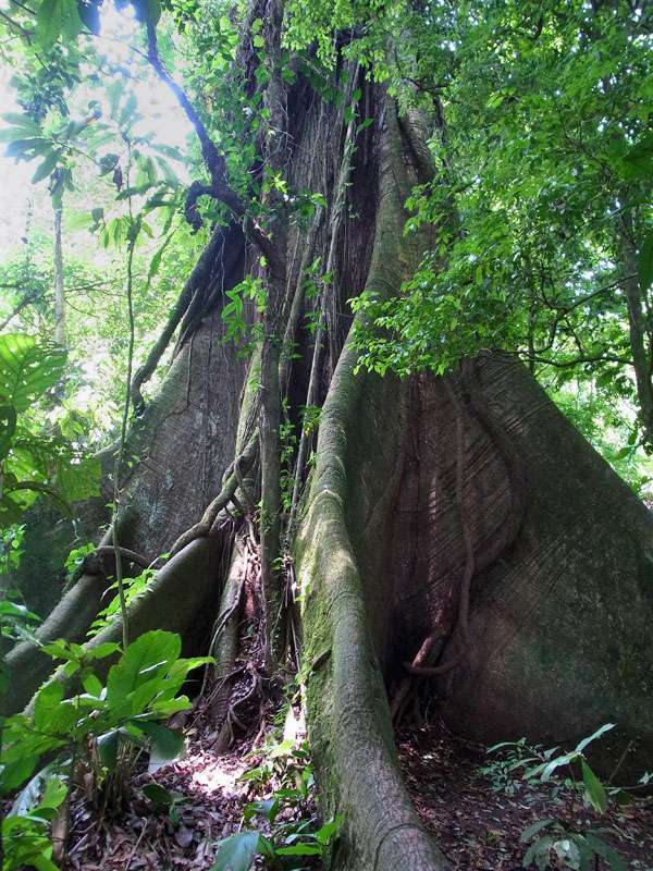Nach diesem stattlichen Kapokbaum (Ceiba pentandra), auf Spanisch als Ceibo bezeichnet, ist der Sendero El Ceibo benannt; Foto: 29.04.2012, Arenal-Nationalpark