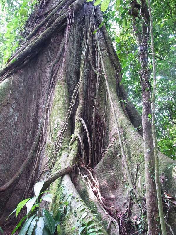 Kapokbaum (Kapok Tree, Ceiba pentandra); Foto: 29.04.2012, Arenal-Nationalpark