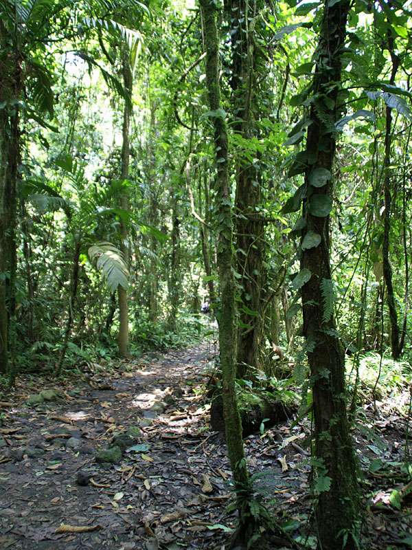 Schlingpflanzen winden sich an den Baumstämmen im Sekundärwald empor; Foto: 29.04.2012, Arenal-Nationalpark