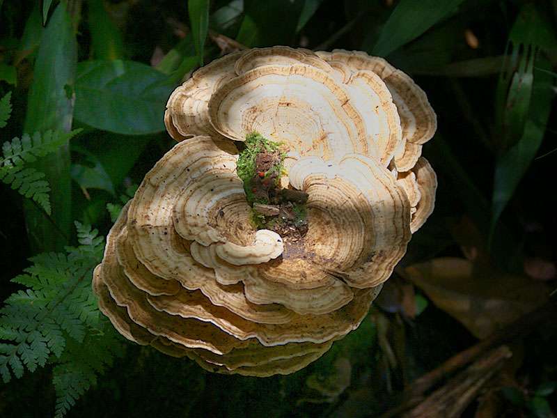 Unbestimmte Pilzart Nr. 3 (Trametes spec.); Foto: 29.04.2012, Arenal-Nationalpark