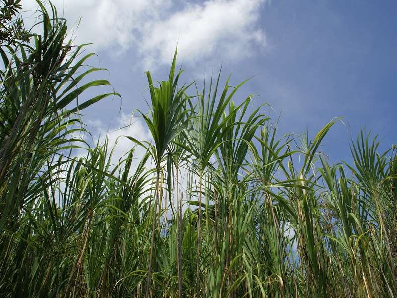 Die Grasart Gynerium sagittatum säumt den Weg und lässt einen wegen ihrer Größe staunen; Foto: 29.04.2012, Arenal-Nationalpark