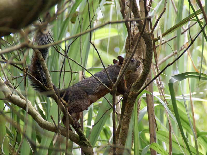 Bunthörnchen (Sciurus variegatoides) im Arenal-Nationalpark; Foto: 29.04.2012, Arenal-Nationalpark