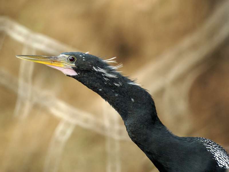 Männlicher Amerikanischer Schlangenhalsvogel (Anhinga anhinga) am Río Frío; Foto: 30.04.2012, Los Chiles