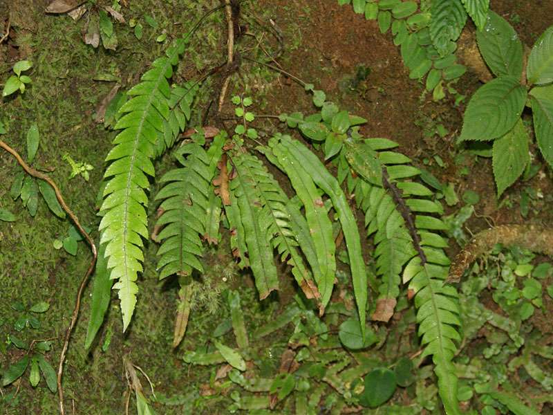 Unbestimmte Pflanzenart Nr. 23; Foto: 02.05.2012, Monteverde