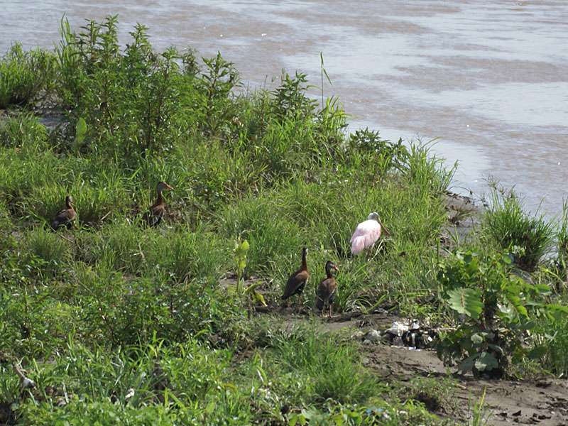 Rotschnabel-Pfeifgänse (Dendrocygna autumnalis) und ein Rosalöffler (Platalea ajaja) am Ufer des Río Tárcoles; Foto: 05.05.2012, Nähe Tárcoles