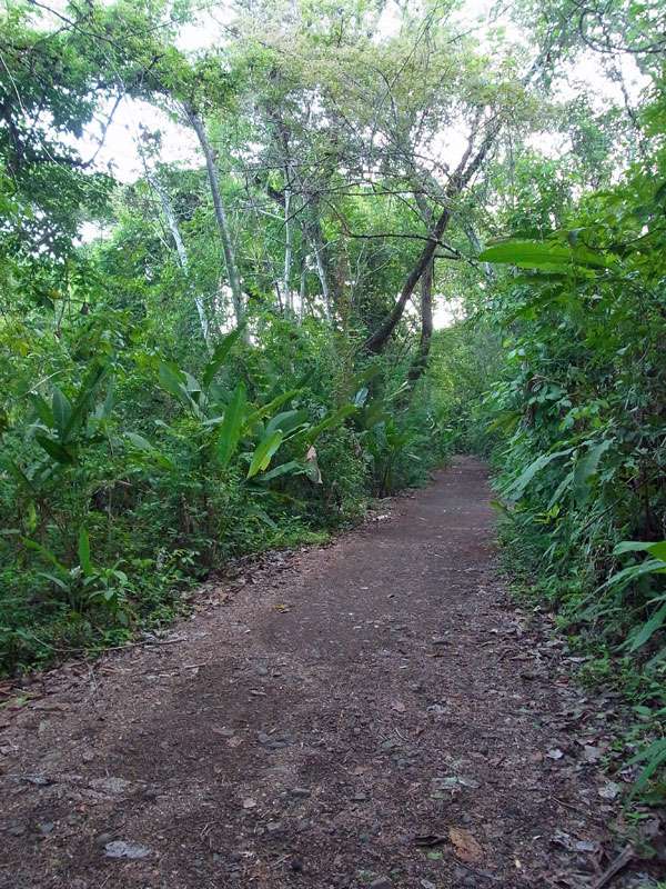 Den Wanderweg säumen eher niedrige Pflanzen; Foto: 06.05.2012, Carara-Nationalpark