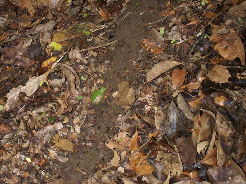 Detail auf dem Boden: eine Straße von Blattschneiderameisen; Foto: 06.05.2012, Carara-Nationalpark