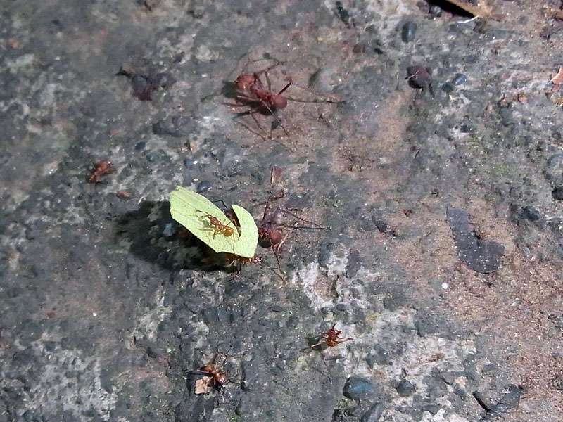 Blattschneiderameisen (Atta spec.) auf dem Boden; Foto: 06.05.2012, Carara-Nationalpark