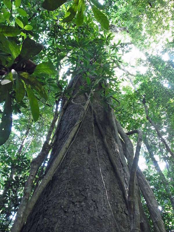 Eine Würgefeige (Ficus spec.) hat mit der Umklammerung eines anderen Baumes begonnen; Foto: 06.05.2012, Carara-Nationalpark