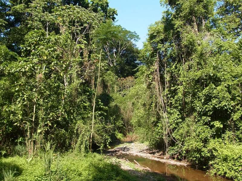 Galeriewald an einem Wasserlauf im Nationalpark; Foto: 06.05.2012, Carara-Nationalpark