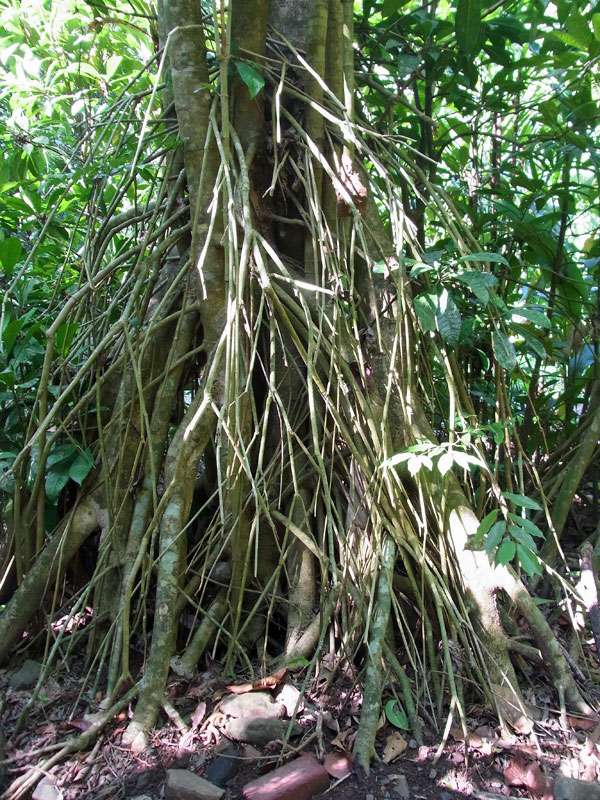 Baum mit Stelzwurzeln; Foto: 06.05.2012, Carara-Nationalpark