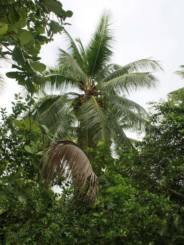 Kokospalme (Coconut Palm, Cocos nucifera); Foto: 06.05.2012, Dominical